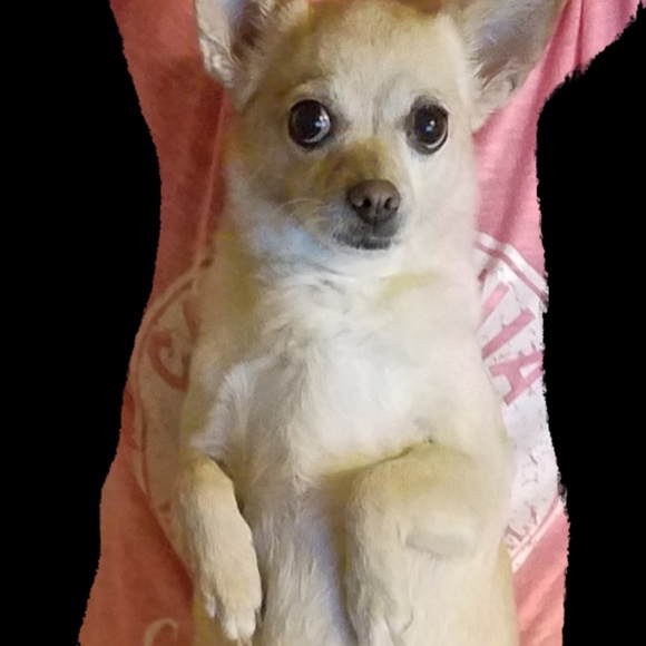 Meet your Posher, Dales - Picture 3 of 3